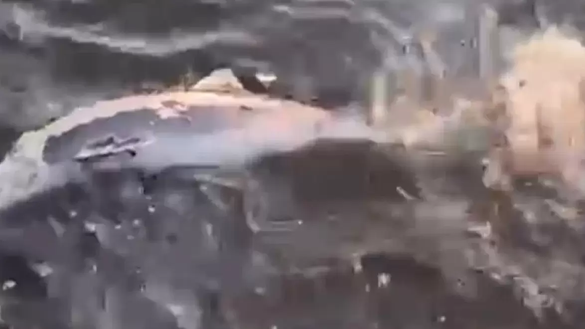 Gemlik sahillerinde acı bir olay yaşandı: Ölü yavru yunus balığı kıyıya vurdu!
