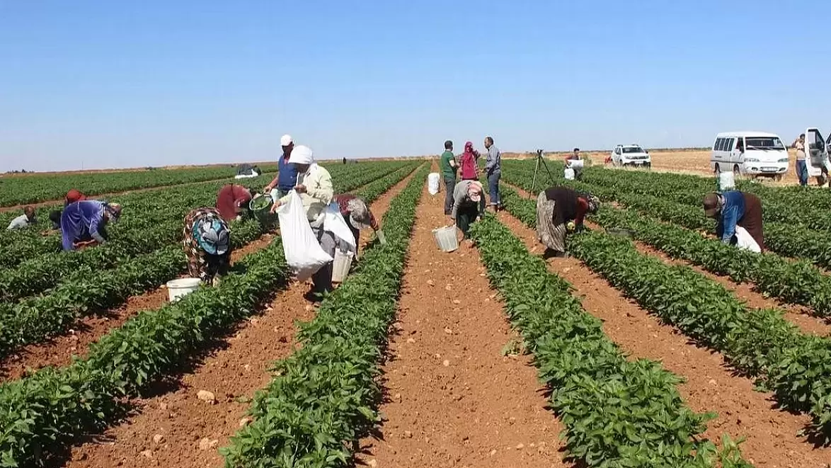 Tarımda Devrim Niteliğinde Gelişme: Dikili'de 8.600 Dekarlık Arazi İçin Sulama Sorunu Tarihe Karıştı!