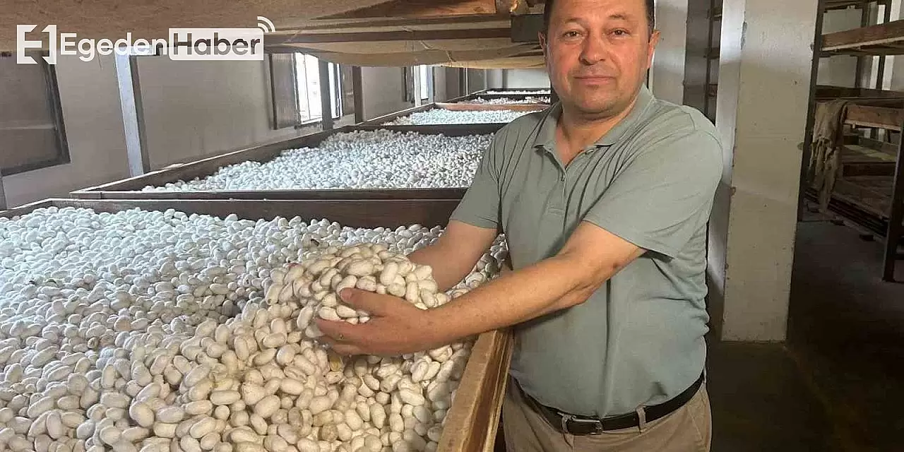 İpek Böcekleri Yeni Kozalarını Dokumaya Başladı