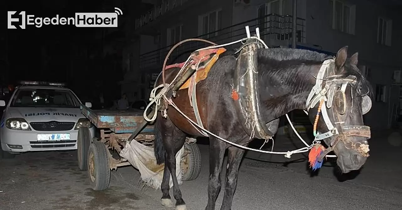 Aydın'da dikkat çeken bir durum! Alkollü at arabası sürücüsü ceza aldı