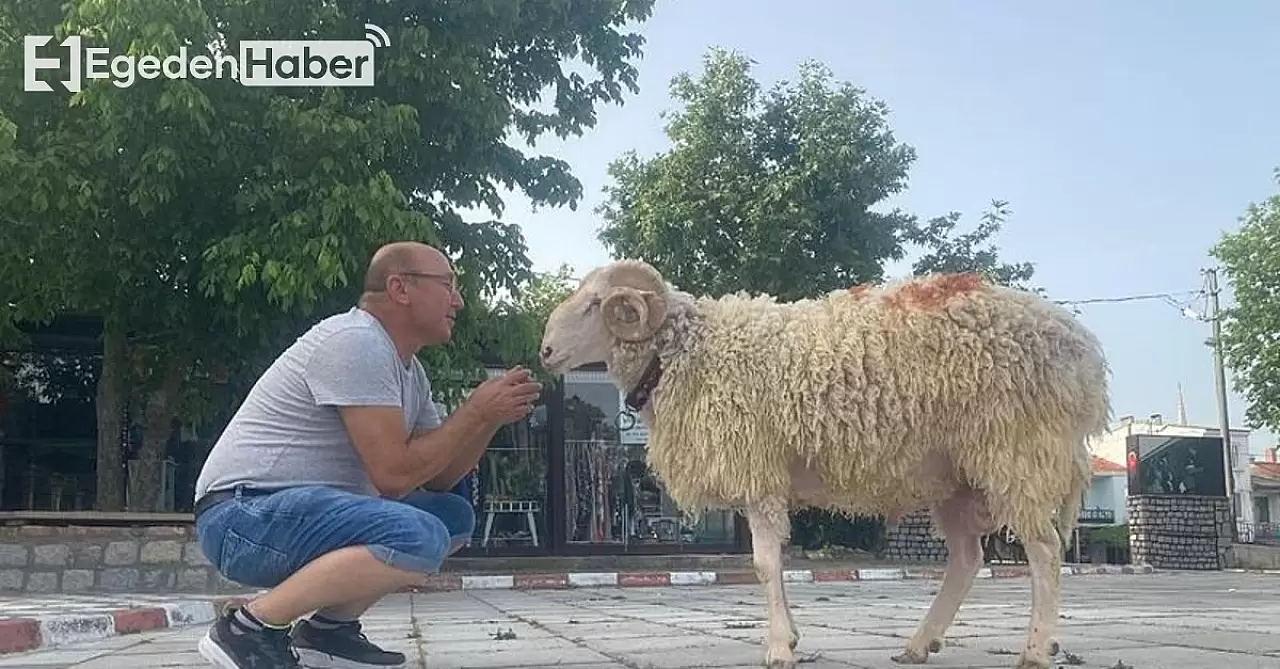 "Cancan İsimli Köpeğine Tasma Takarak Sokaklarda Gezen Kadın, Yürekleri Isıttı!"