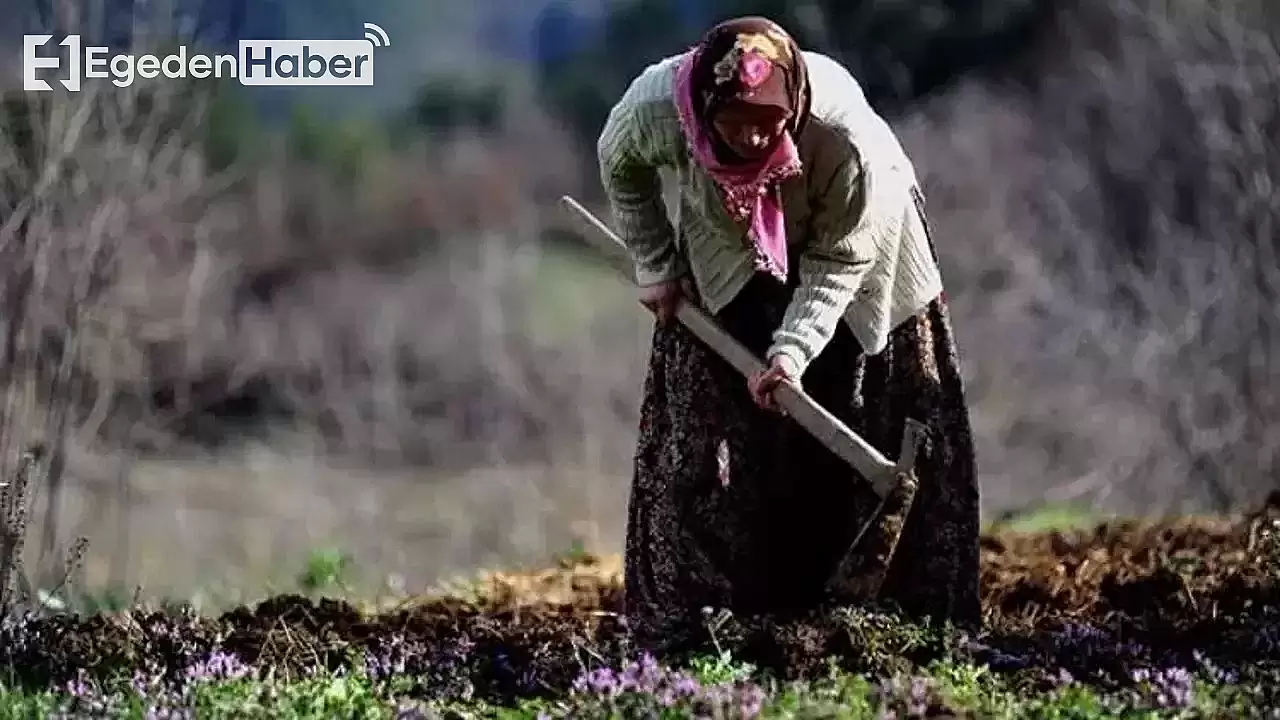 Tarladaki Kadın Neye Uğradığını Şaşırdı: Sırtından Vuruldu!