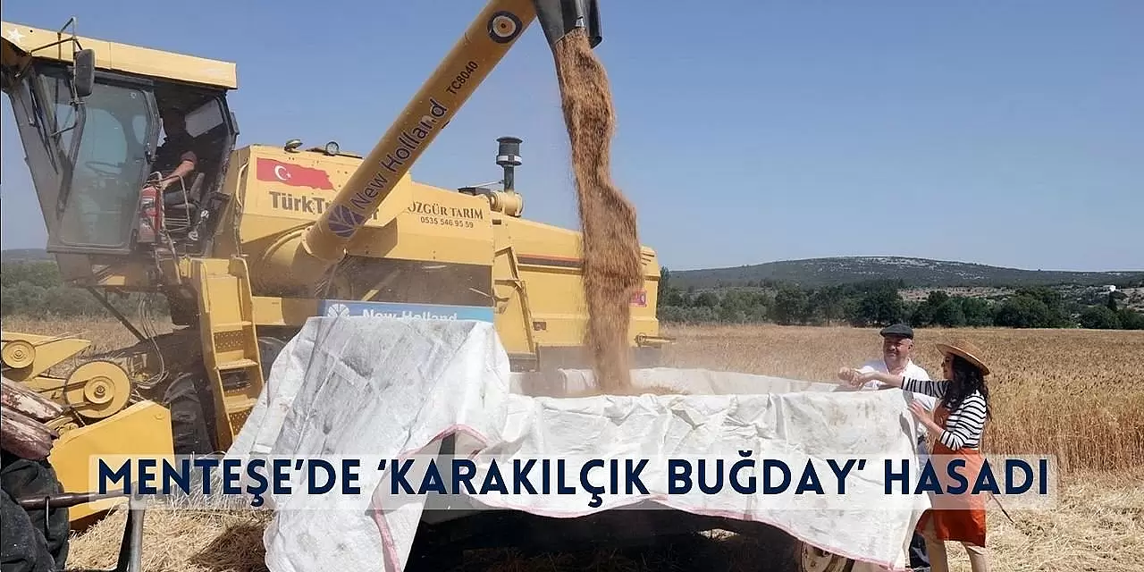 Menteşe’de ‘Karakılçık Buğday’ Hasadı