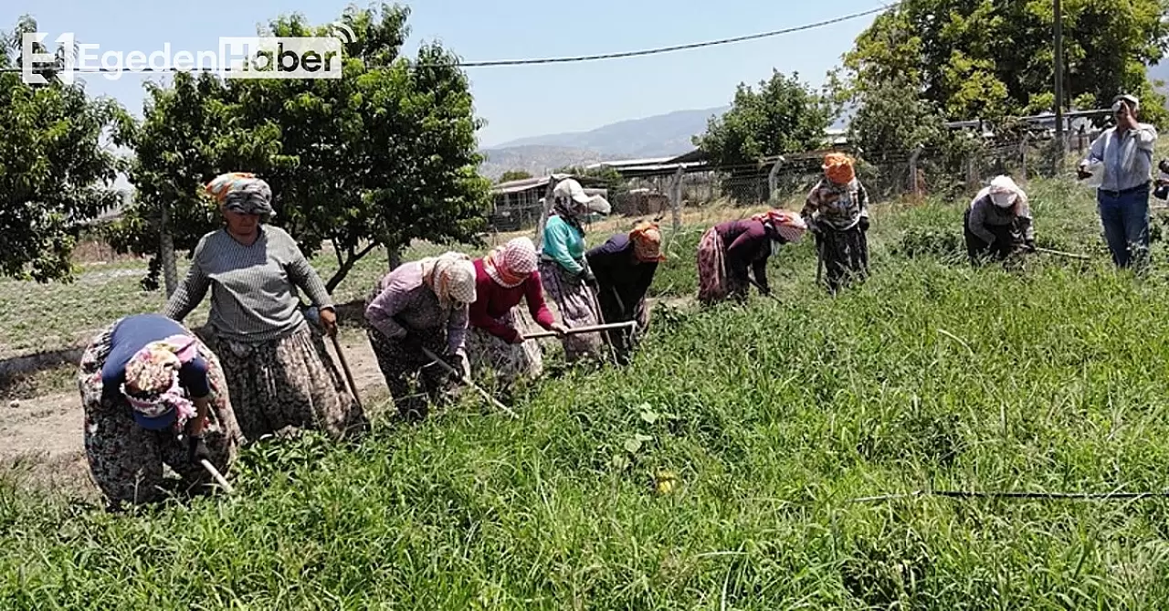 "Aydın'da Güneş Altında Biber Tarlalarında Çalışan Kadınlar, Sıcak Havaya Karşı Direniyor"