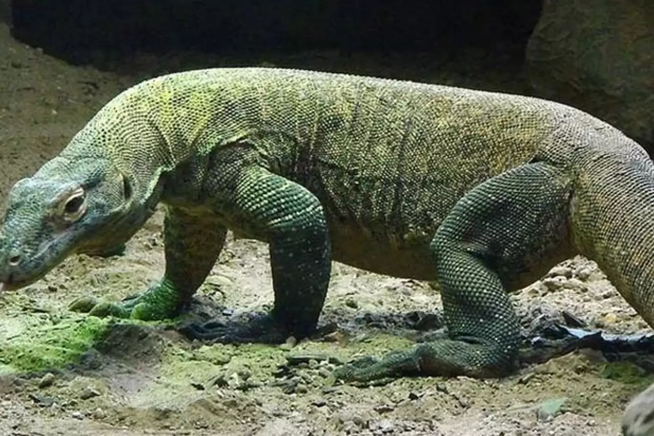 Sosyal Medyada Gündem Olan "Komodo Ejderi" Gerçekten Bir Iguana Çıktı