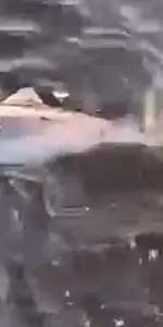 Gemlik sahillerinde acı bir olay yaşandı: Ölü yavru yunus balığı kıyıya vurdu!