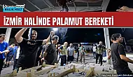 İzmir'de palamut bereketi: tanesi 100 lira