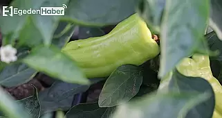 Kale'nin incisi! Türkiye'nin coğrafi işaretli biberi hasat zamanı geldi