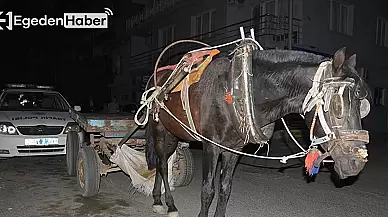 Aydın'da dikkat çeken bir durum! Alkollü at arabası sürücüsü ceza aldı