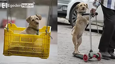 Eğlenceli Manzara: Sahibi Köpeğini Skuter ile Gezdirip Salıncağa Biniyor!