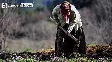 Tarladaki Kadın Neye Uğradığını Şaşırdı: Sırtından Vuruldu!