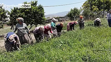 "Aydın'da Güneş Altında Biber Tarlalarında Çalışan Kadınlar, Sıcak Havaya Karşı Direniyor"