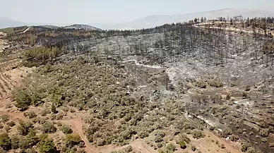 İzmir'de Orman Yangınları 17 Bin Hektar Alanı Yok Etti: Uzmanlar Seferberlik Çağrısında Bulundu