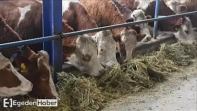 Kütahya'da 3 köyde şap hastalığı nedeniyle karantina!