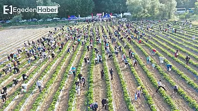 İzmit Belediyesinden 25 bin çilek fidesi çalındı