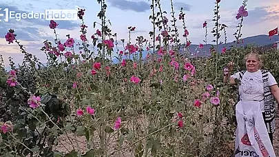 Türkiye'nin Her Yerinde Doğal Bir Şifa Kaynağı: İltihabı Söken Bitki, Hasat Zamanı Geldi!