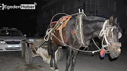 Aydın'da dikkat çeken bir durum! Alkollü at arabası sürücüsü ceza aldı