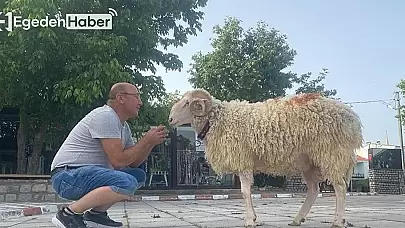 "Cancan İsimli Köpeğine Tasma Takarak Sokaklarda Gezen Kadın, Yürekleri Isıttı!"