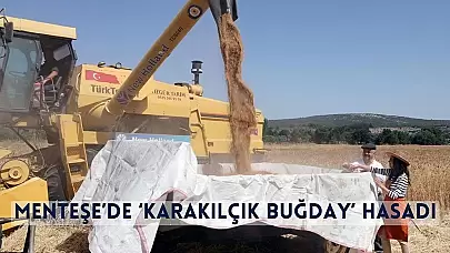 Menteşe’de ‘Karakılçık Buğday’ Hasadı