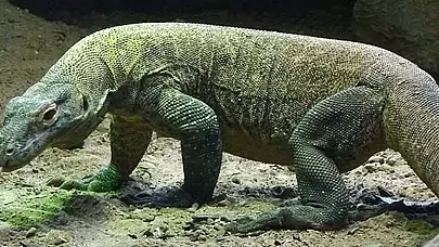 Sosyal Medyada Gündem Olan "Komodo Ejderi" Gerçekten Bir Iguana Çıktı