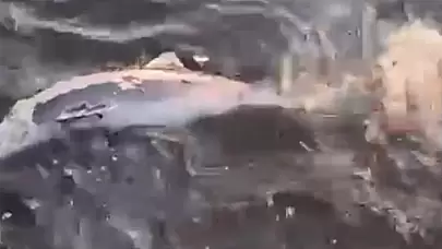 Gemlik sahillerinde acı bir olay yaşandı: Ölü yavru yunus balığı kıyıya vurdu!
