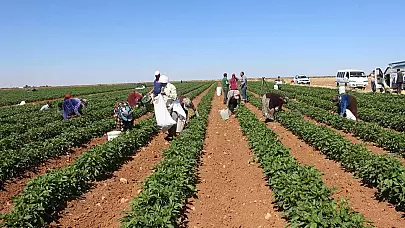 Tarımda Devrim Niteliğinde Gelişme: Dikili'de 8.600 Dekarlık Arazi İçin Sulama Sorunu Tarihe Karıştı!