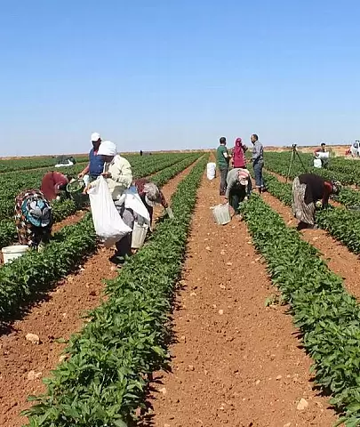 Tarımda Devrim Niteliğinde Gelişme: Dikili'de 8.600 Dekarlık Arazi İçin Sulama Sorunu Tarihe Karıştı!