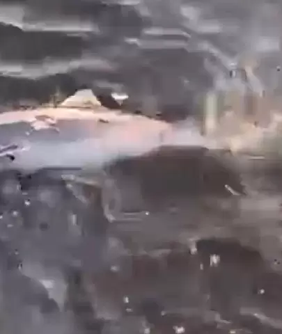 Gemlik sahillerinde acı bir olay yaşandı: Ölü yavru yunus balığı kıyıya vurdu!