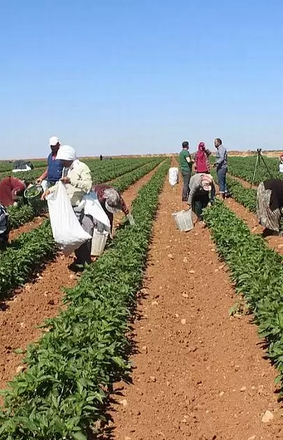 Tarımda Devrim Niteliğinde Gelişme: Dikili'de 8.600 Dekarlık Arazi İçin Sulama Sorunu Tarihe Karıştı!