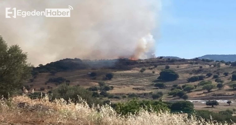 Korkutan Orman Yangını: 3 Hektar Alan Küle Döndü!