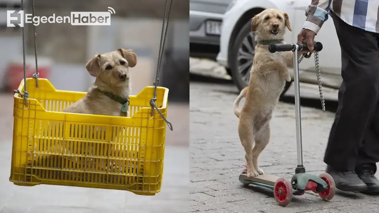 Eğlenceli Manzara: Sahibi Köpeğini Skuter ile Gezdirip Salıncağa Biniyor!