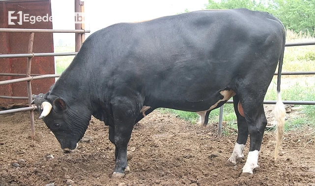 Boğa mezarlığa girerek paniğe sebep oldu: 2 kişi yaralandı