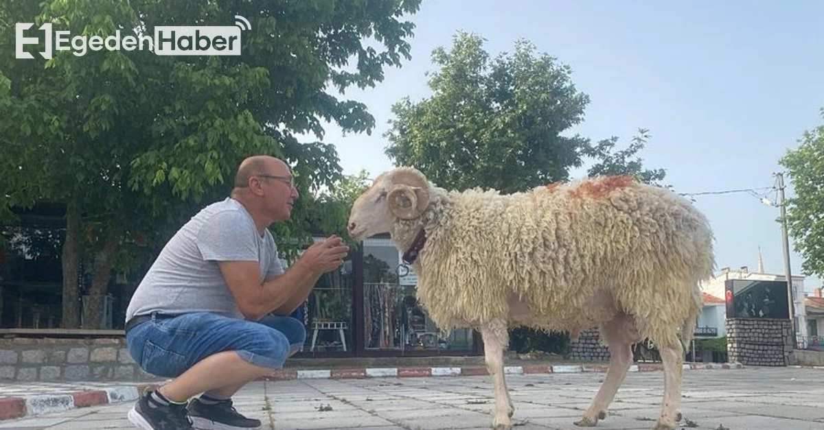 "Cancan İsimli Köpeğine Tasma Takarak Sokaklarda Gezen Kadın, Yürekleri Isıttı!"