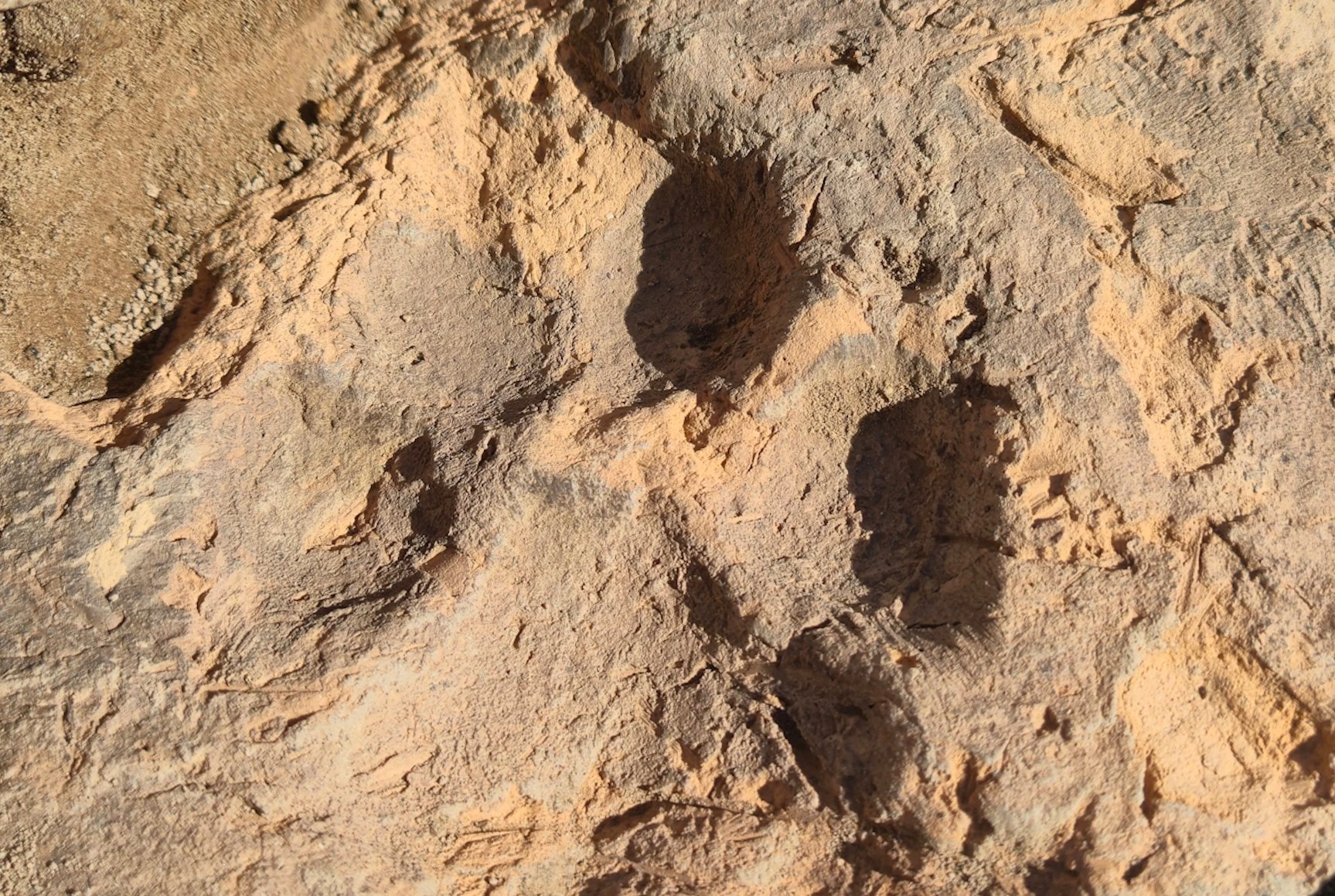 Kütahya Tavşanlı Höyük kazısında kerpiç üzerinde ortaya çıkan 4 bin yıllık köpek pati izleri